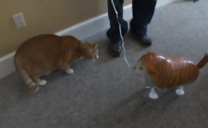 [試] 笑いハック | 飼い猫 vs 猫の風船