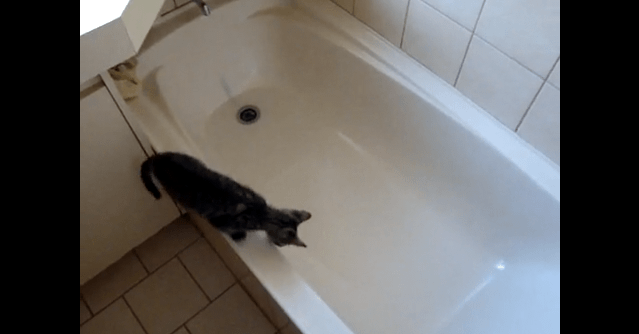 [試] 笑いハック | 浴槽に落ちる猫