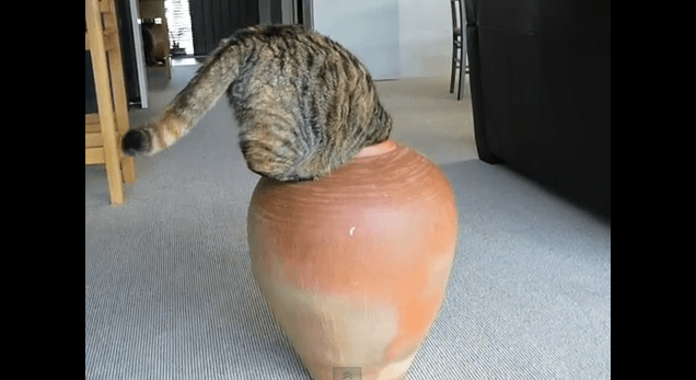 [試] 笑いハック | 壺に入ろうとする太った猫